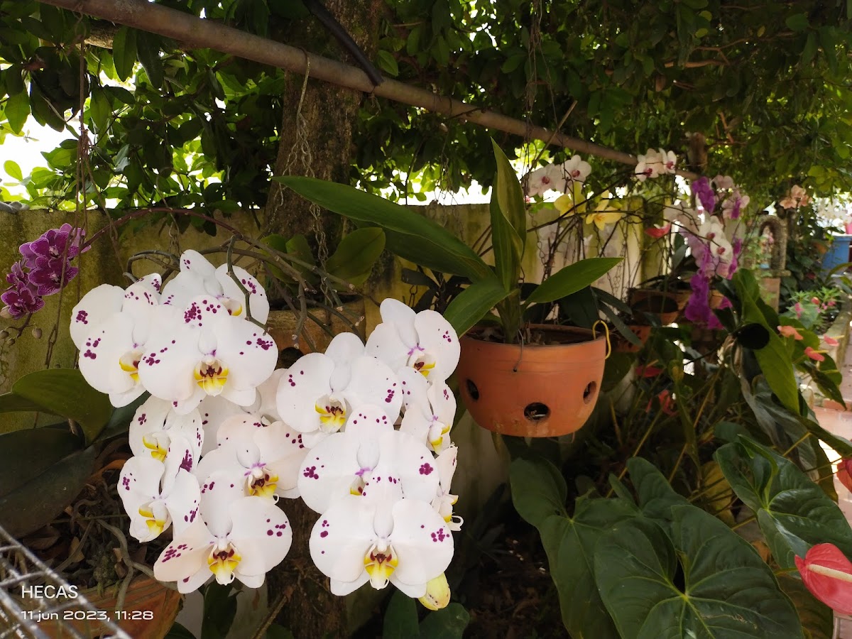 Tienda Los Manzanares-2